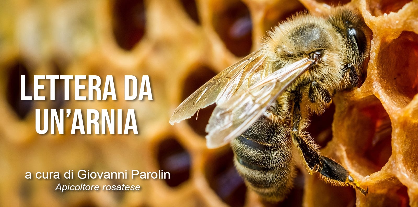 LETTERA DA UN'ARNIA